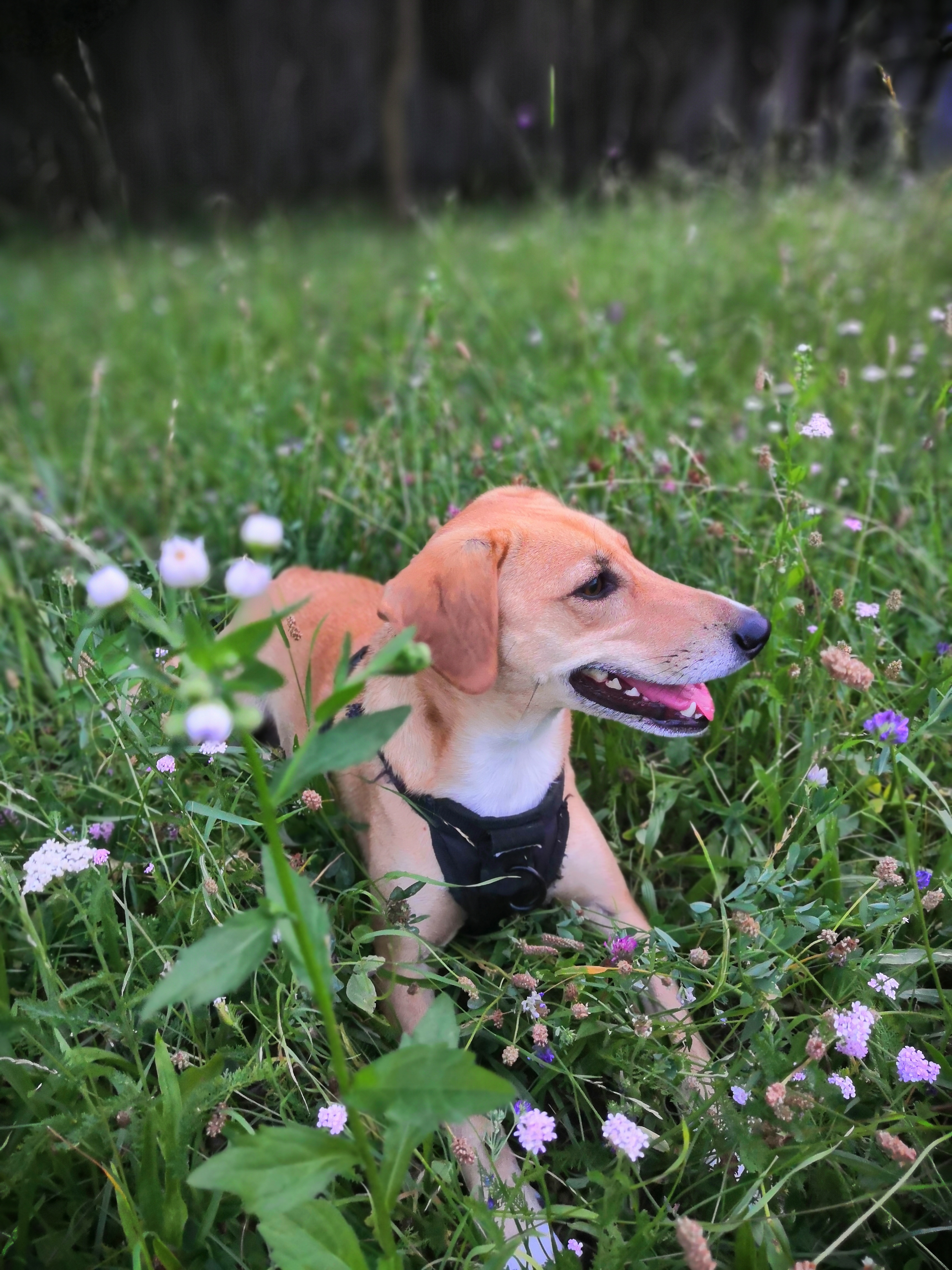 Foto del mio cane